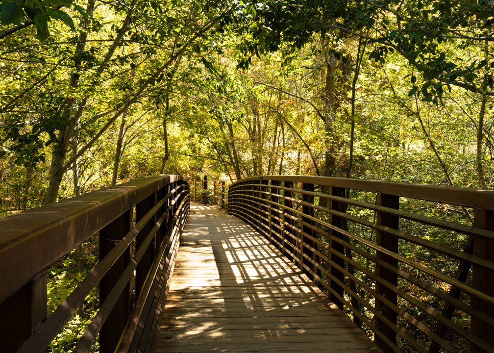Forest Bridge 5x7 photo card
