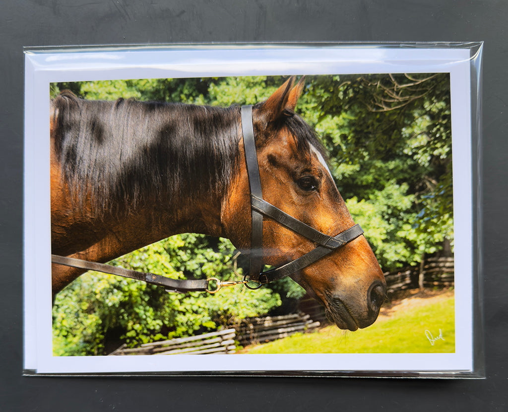 Quarter horse 5x7 Art Photo Card on archive paper