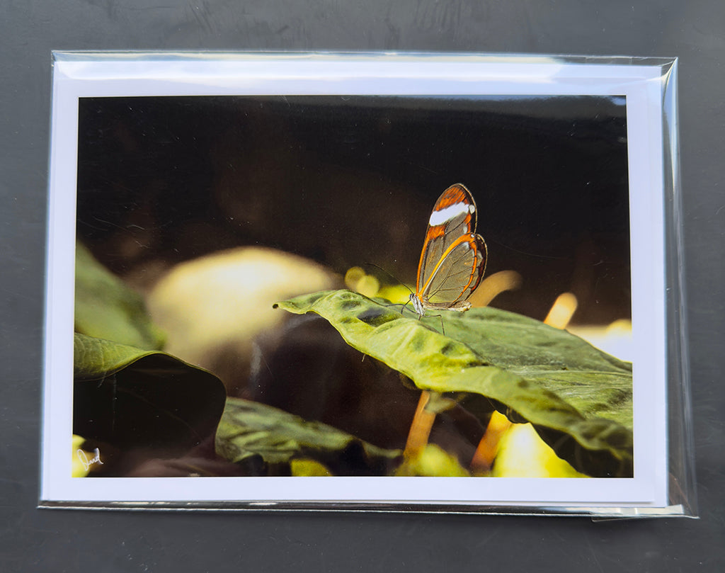 Glasswing Butterfly 5x7 Art Photo Card on Glossy Paper