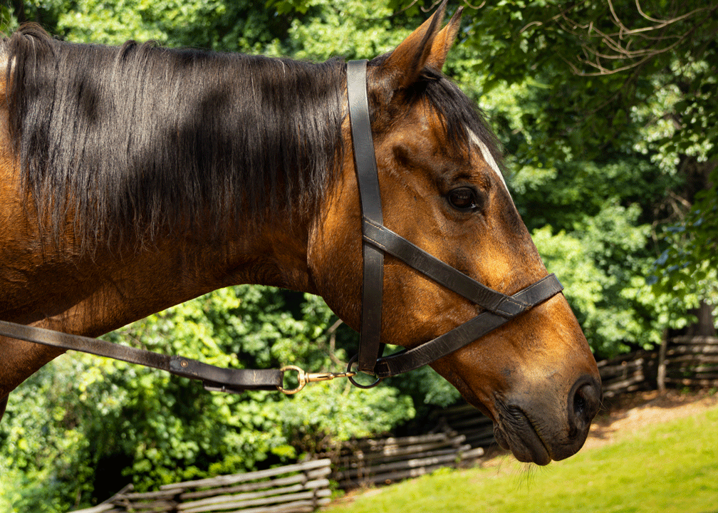 Quarter horse 5x7 Art Photo Card on archive paper