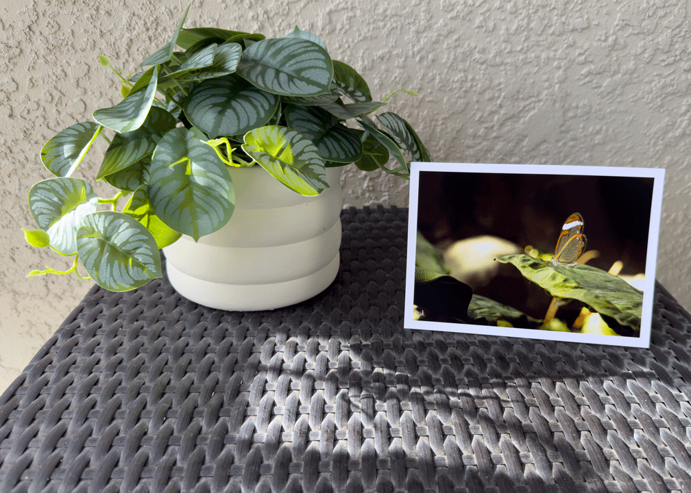 Glasswing Butterfly 5x7 Art Photo Card on Glossy Paper