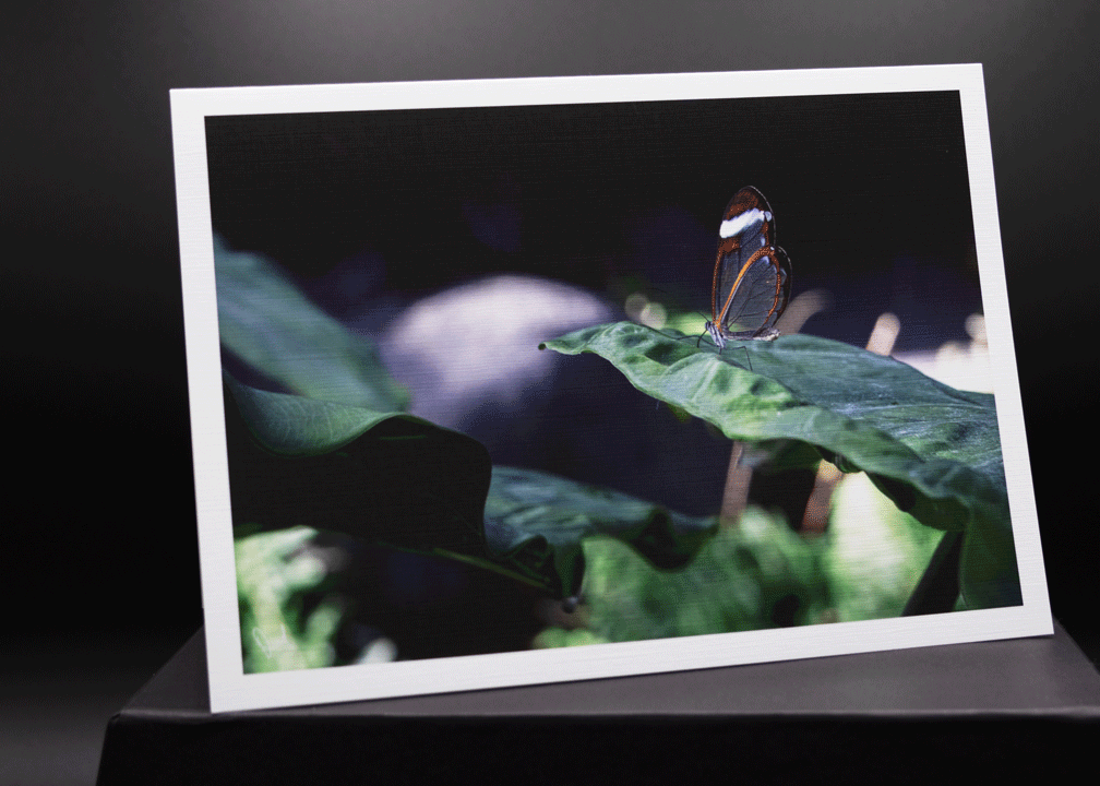 Glasswing Butterfly 5x7 Art Photo Card on Glossy Paper