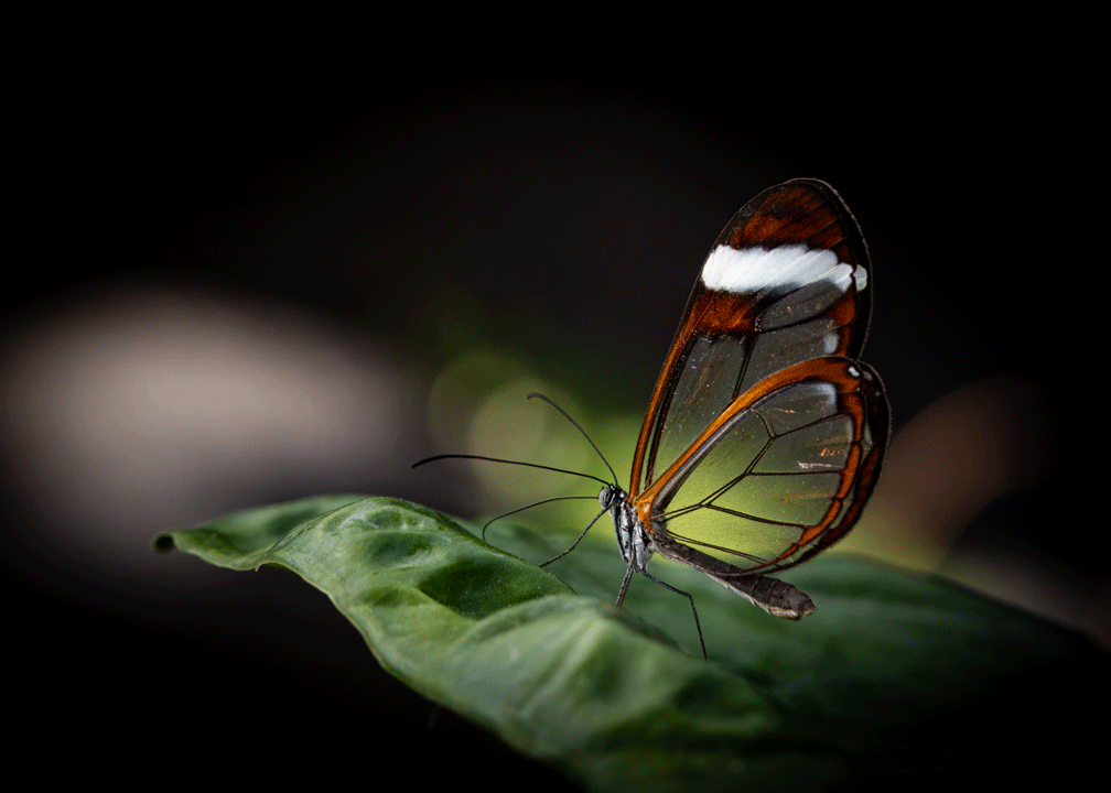 Glasswing Butterfly 5x7 Art Photo Card on Glossy Paper