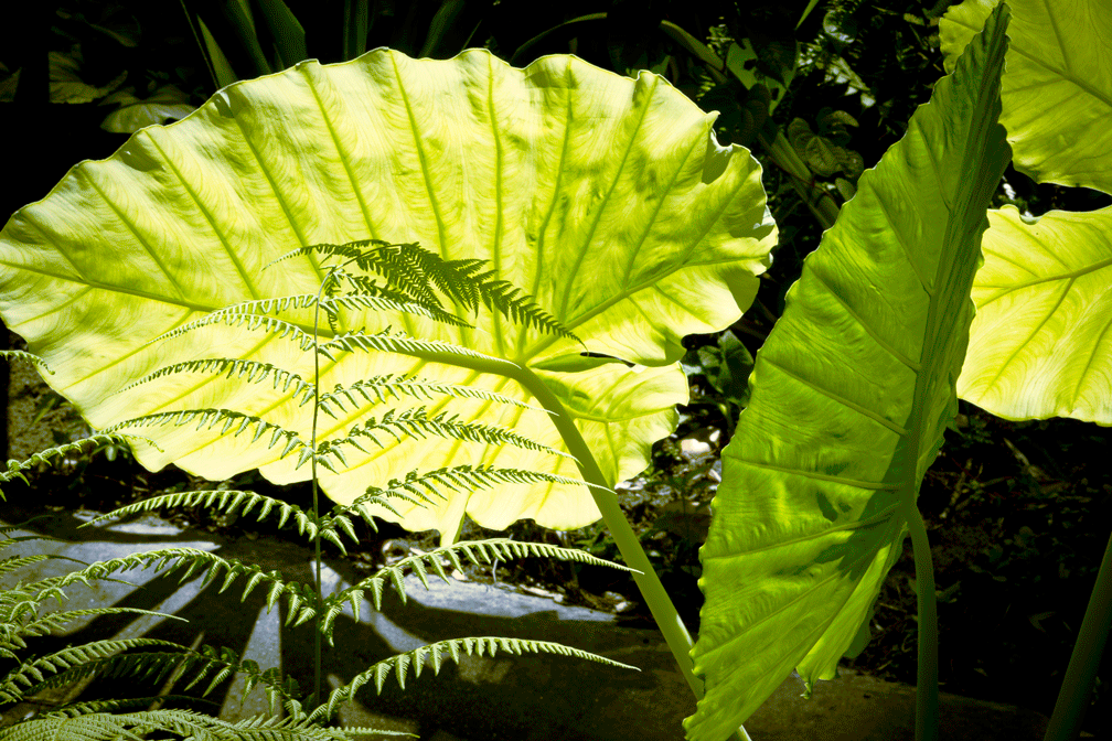 Waving Leaves 5x7 Art Photo Card on glossy paper