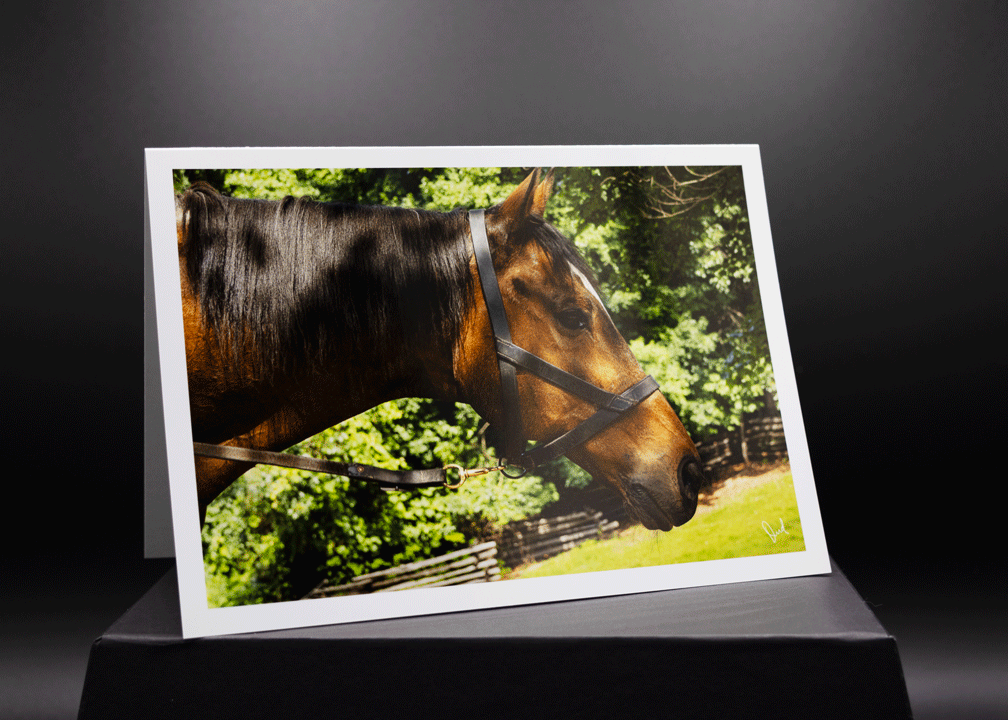 Quarter horse 5x7 Art Photo Card on archive paper