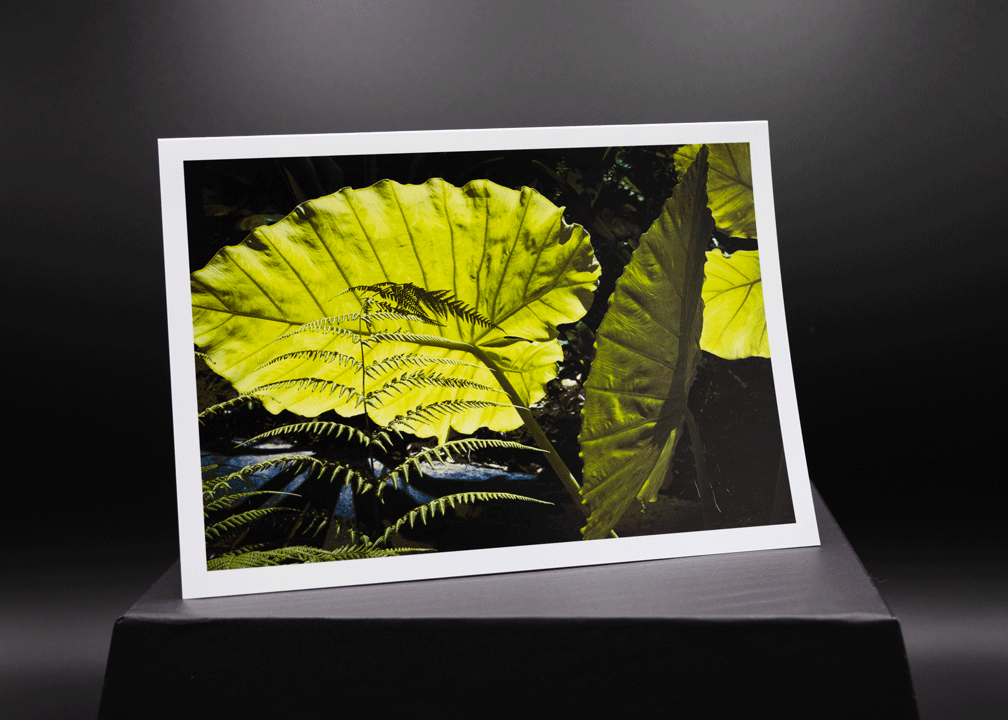 Waving Leaves 5x7 Art Photo Card on glossy paper