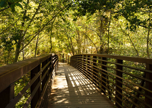 Forest Bridge 5x7 photo card