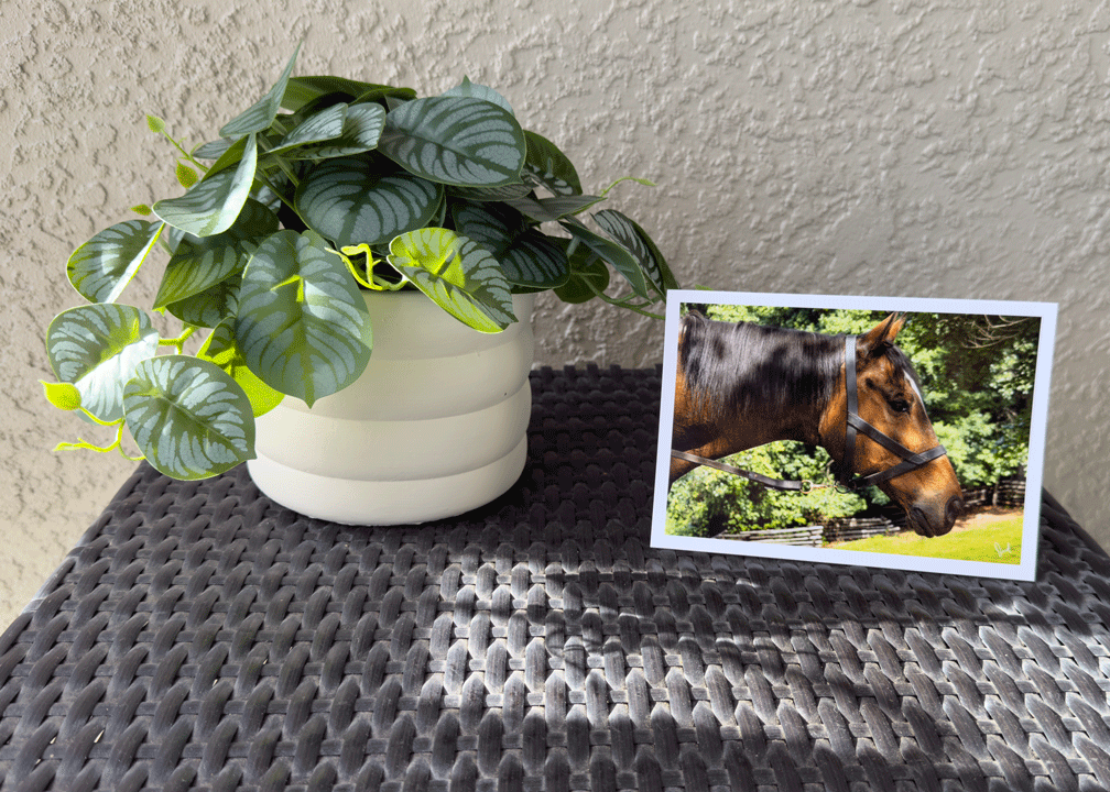 Quarter horse 5x7 Art Photo Card on archive paper
