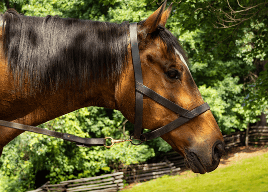 Quarter horse 5x7 Art Photo Card on archive paper