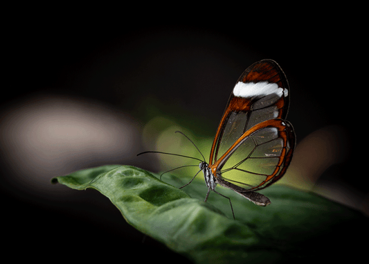 Glasswing Butterfly 5x7 Art Photo Card on Glossy Paper
