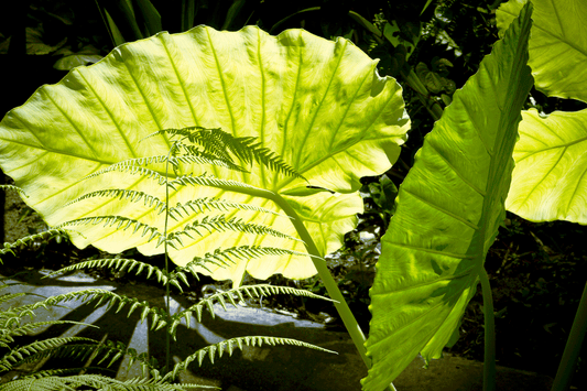 Waving Leaves 5x7 Art Photo Card on glossy paper