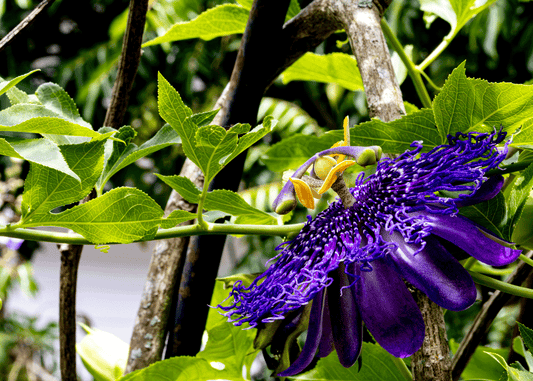 Passion Flower 5x7 Art Photo Card on River Linen Paper