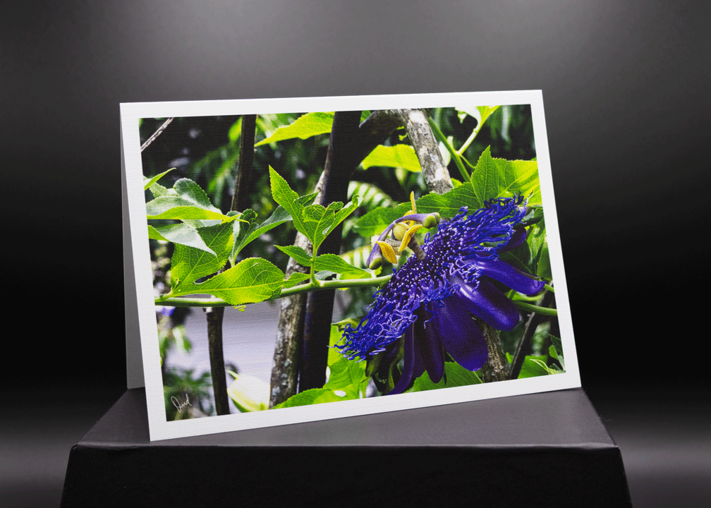 Passion Flower 5x7 Art Photo Card on River Linen Paper